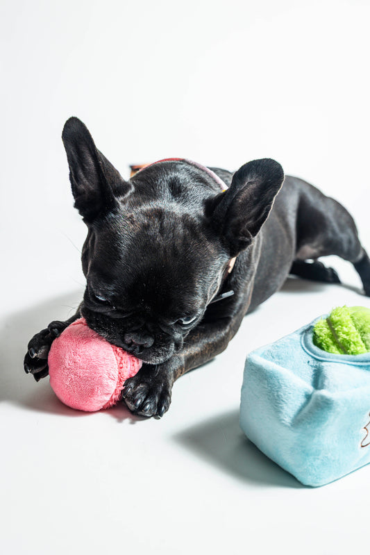 Macaron Dog Toy
